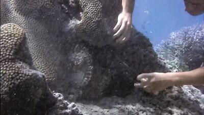 Gay Blue Lagoon Gay Boys Tube Twinks