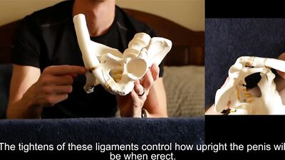 Penis Ligaments and Erection Angle: Prop demonstration stretching explained
