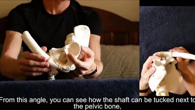 Penis Ligaments and Erection Angle: Prop demonstration stretching explained