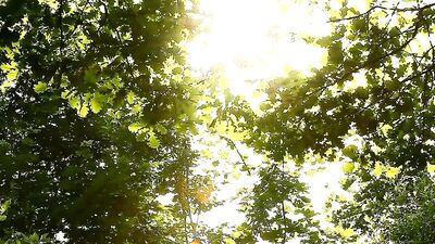 Gay Boys Enchantments - Forbidden Forest Erotica