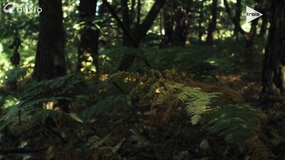 Wild Escape (2017): A Gay Porn Adventure