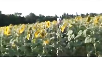 In the sunflower patch