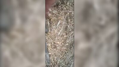 Two wankers cumshots