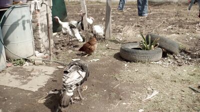 Two Friends: Raw Gay Sex in Short Film!