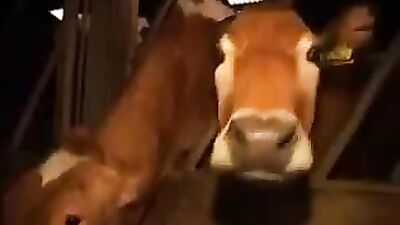 Breaking in the new ranch hand