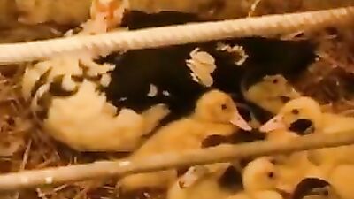 Young Farm Hands Get Dirty in the Barn - Gay Porn Video!