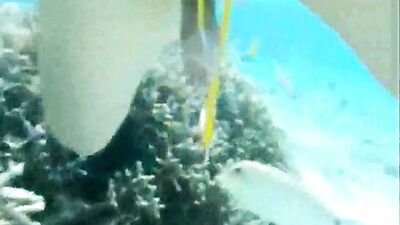 Fish eat cums in ocean