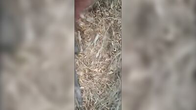 Have A Nice Time -Gaydudecams.com