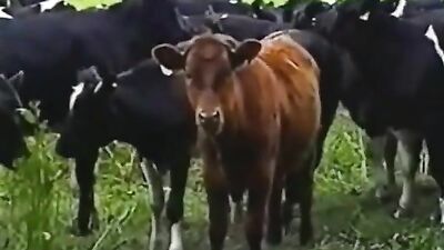 Gay Porn Vintage Video: Cow Boy Teen Boys Sex