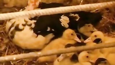 Country Boys Barn: A Gay Porn Adventure!