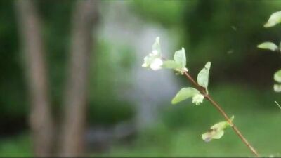 Gay Army Twinks - Action Bareback!