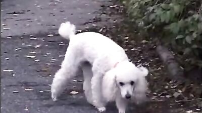 Gay Porn Oral Cum Shots Bareback Blasen Spritzen