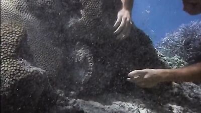 Blue Lagoon Adventure: 82 Minutes of Gay Porn Fun!