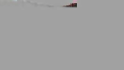 Young Polish Stallions - After a Good Shower!