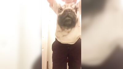 Paws & Cocks: A Gay Porn Video with a Furry Twist!