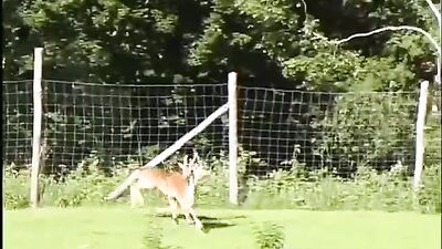 Barn Yard Butt Fucking: Wild Action Bareback Cum Shots