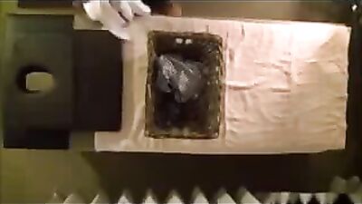 Asian Mutual Stall Sex Massage Adventure