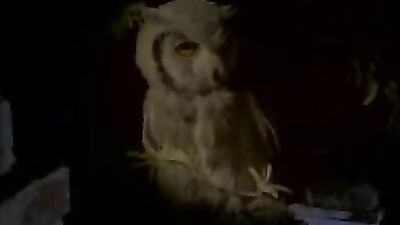 Dark Angel - The Initiation: A Gay Porn Video - MB