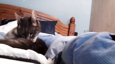 J o s h B 2 9 - Ass Play Solo Web-Cam