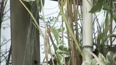 Latino Cumshots Explosion - Exotic Erotic Public Outside!