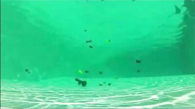 Swimming Pool Orgy Bareback