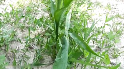 Big Cocks Handjobs: A Taste of Nature with a Nice Boy!