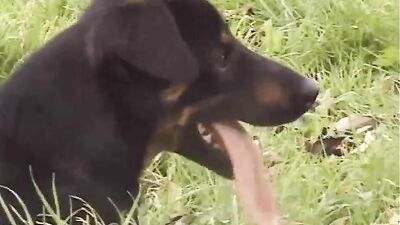 Outdoor Bareback Oral Cumshots with Nice Boys!