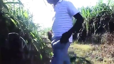 Big cock presentation in the sugarcane plantation
