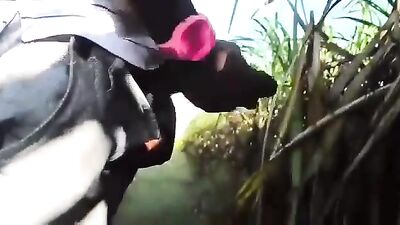 Big cock presentation in the sugarcane plantation