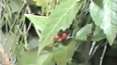 Japanese Gay Erotic: Big Cocks and Bareback Action!