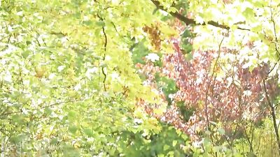 De Biman Hotboy's 123