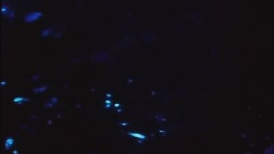 Pink Narcissus: A Gay Erotic Fantasy