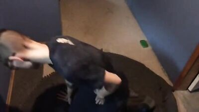 Suck and F**k: Hardcore Gay Porn with Daddies and Twinks!