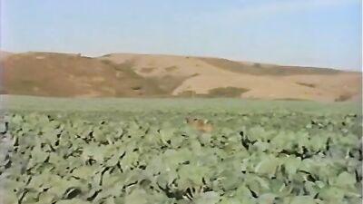 Cumcumber Ki*d: Bareback Oral Delights! Mikes Video 3017 bbsucu cumcumber ki*d - the ultimate gay porn video experience for fans of bareback oral delights!