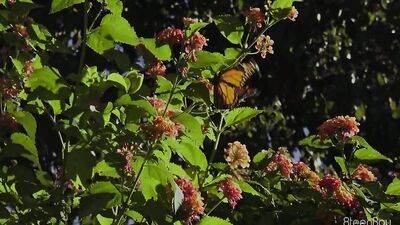 Brian555 Nicholas & Dustin.