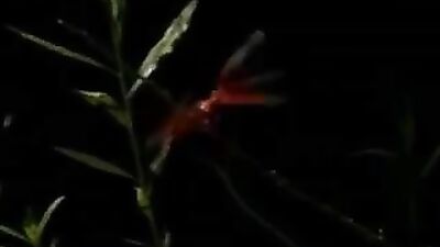 Slick 409: Action Packed Gay Porn Video Adventure!