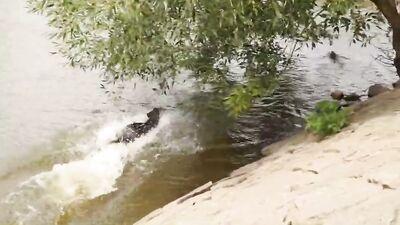 Lick It Harder Than Before! Cum-Swallowing Action