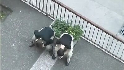 Mans Best Retro Vintage Boys - Hardcore Action Cum Shots