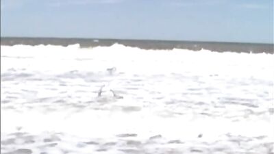 Colossal Cocks 1 - Sex On The Beach