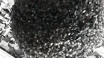 Luke Coppers Amateur Moves: The Beginning