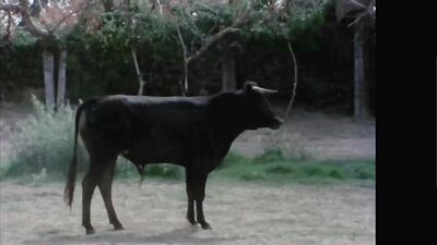 Naked Bullfighters - Movies Straight Boys