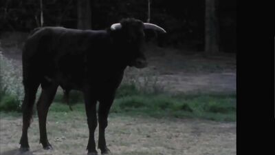 Naked Bullfighters - Movies Straight Boys