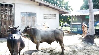 Jurassic Porn: Action Asian Public Outside Adventure!