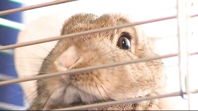 Bareback Barrack Cumfest: Action Bareback Big Cocks