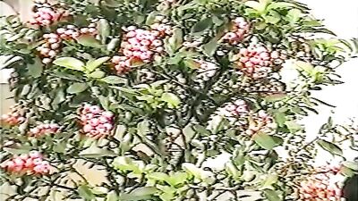 Vintage Bareback Asian Big Cocks: Reliving the Past!