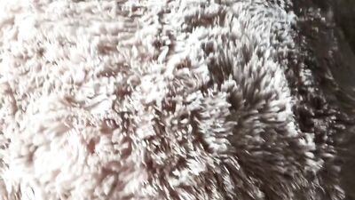 Lovely Bears - A Gay Porn Video Full of Fun!