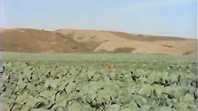 M Vid 7014 bbsucu Great Barebackers 114