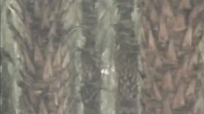 Anytime Vintage Amateurs: Exploring the Eroticism of Yesteryear!