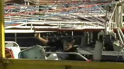 Fair Triple Threat: Bareback Big Cocks Cum Shots