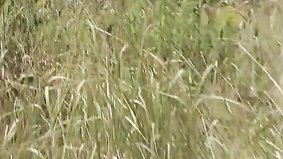 Deep Dive: Biman Boys Hotboys 1394